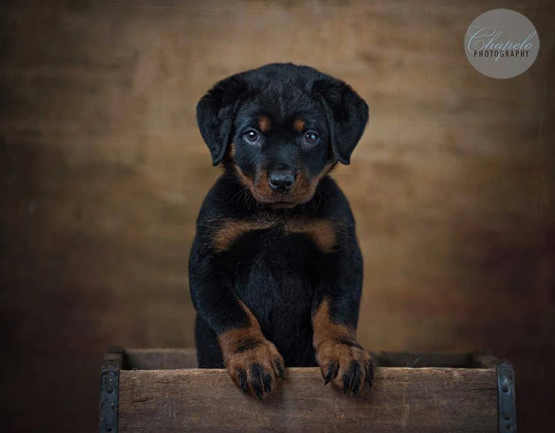 Caramel Apple Backdrop