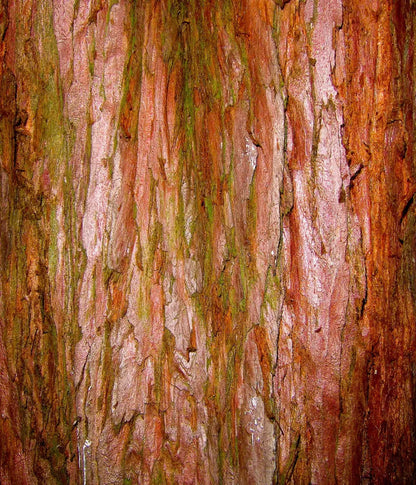 Carmelo 10X12 Ultracloth ( 120 X 144 Inch ) Backdrop
