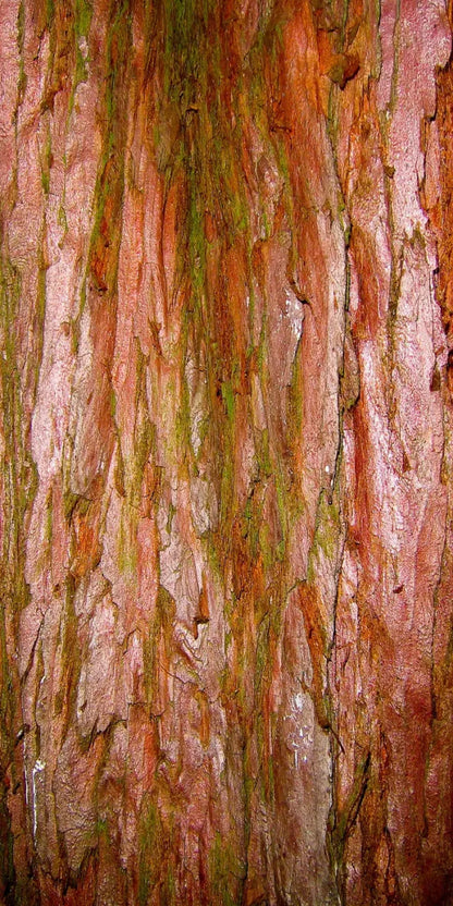 Carmelo 10X20 Ultracloth ( 120 X 240 Inch ) Backdrop