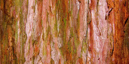 Carmelo 20X10 Ultracloth ( 240 X 120 Inch ) Backdrop