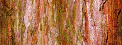 Carmelo 20X8 Ultracloth ( 240 X 96 Inch ) Backdrop