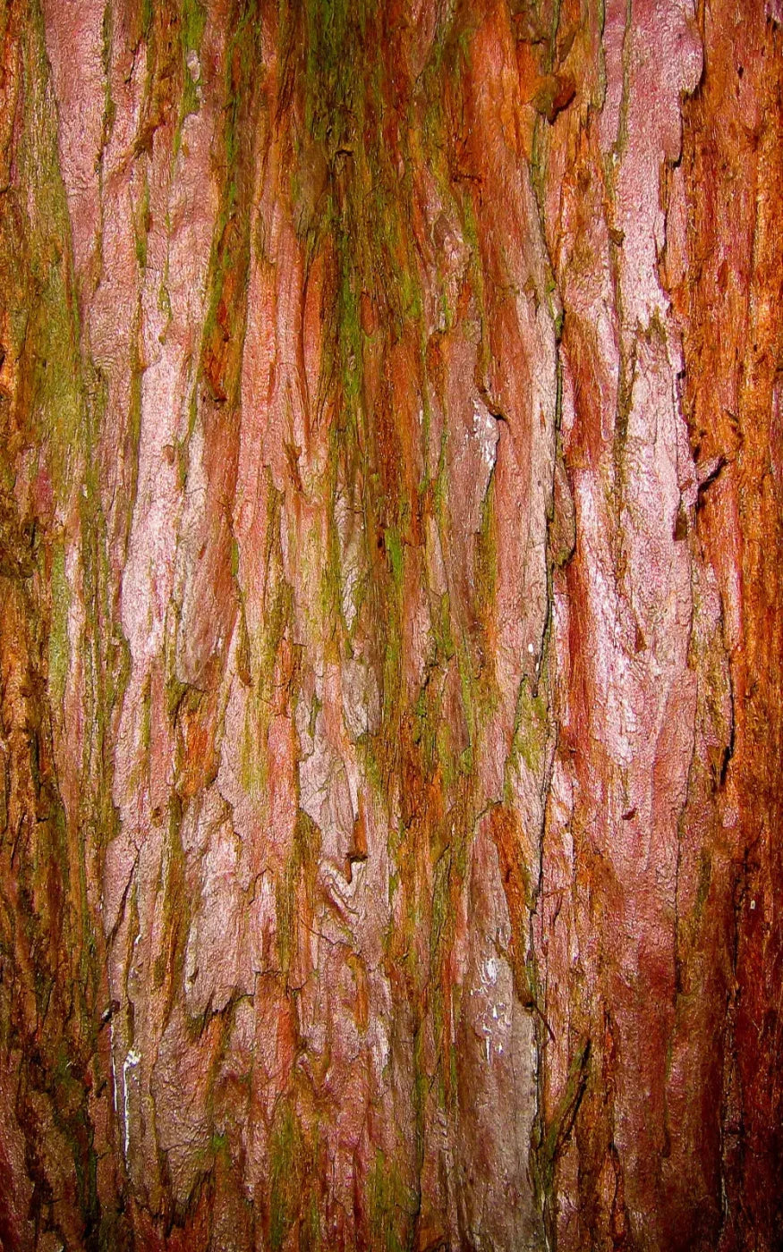 Carmelo 9X14 Ultracloth ( 108 X 168 Inch ) Backdrop