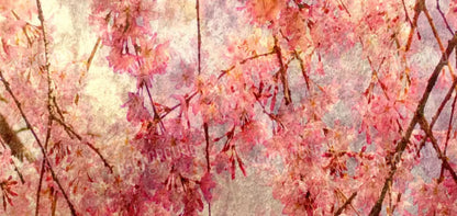 Cora 16X8 Ultracloth ( 192 X 96 Inch ) Backdrop
