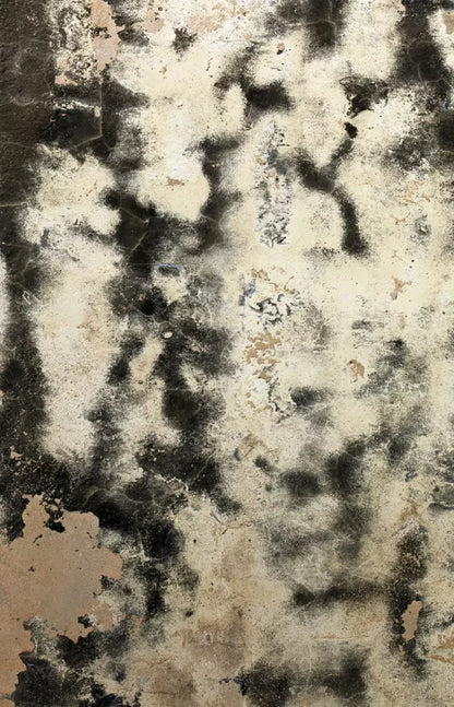 Domain 8’X12’ Ultracloth (96 X 144 Inch) Backdrop