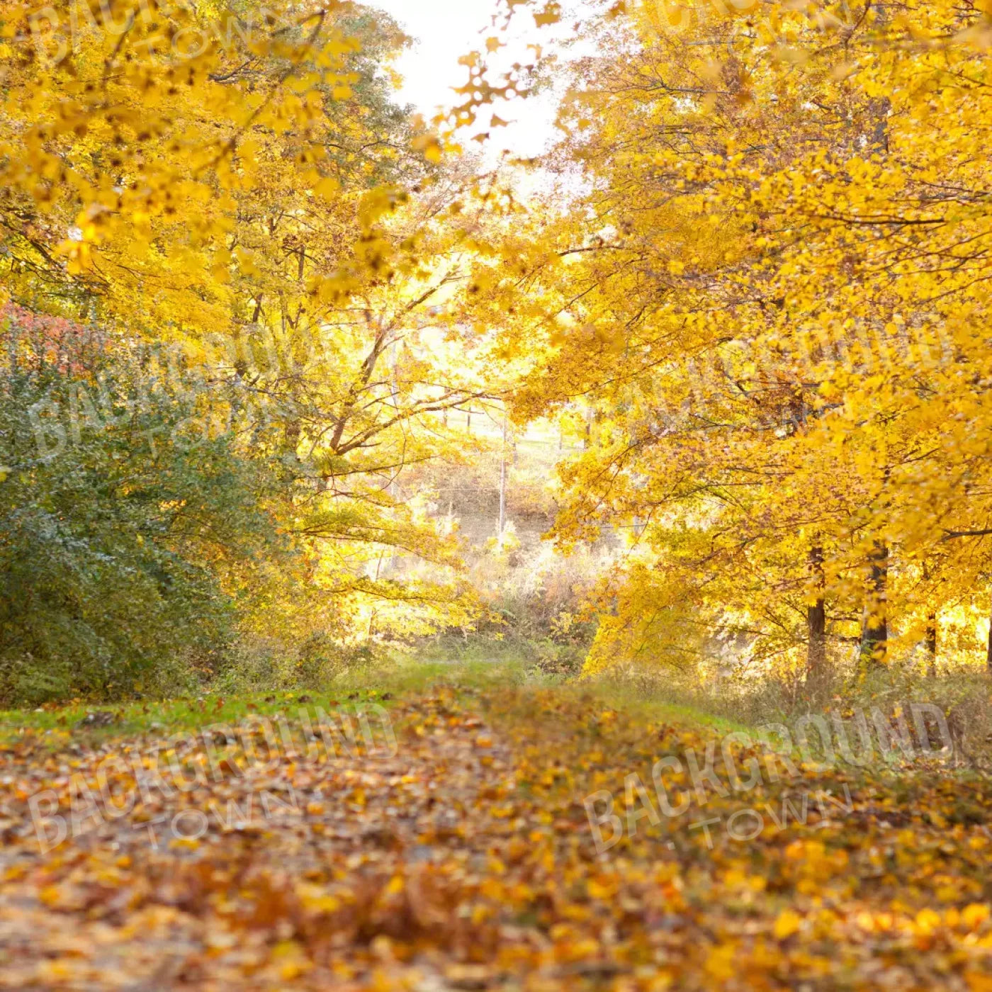 Fall In Missouri 1 10X10 Ultracloth ( 120 X Inch ) Backdrop