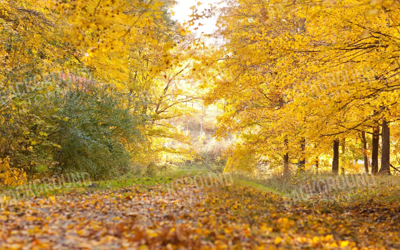 Fall In Missouri 1 14X9 Ultracloth ( 168 X 108 Inch ) Backdrop