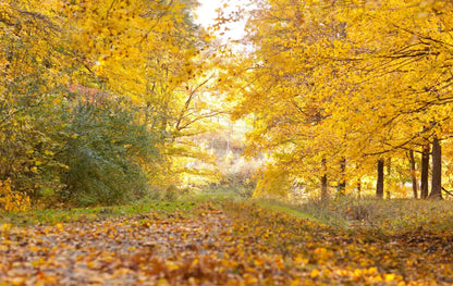 Fall In Missouri 1 16X10 Ultracloth ( 192 X 120 Inch ) Backdrop