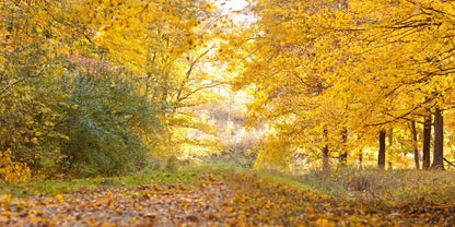 Fall In Missouri 1 20X10 Ultracloth ( 240 X 120 Inch ) Backdrop