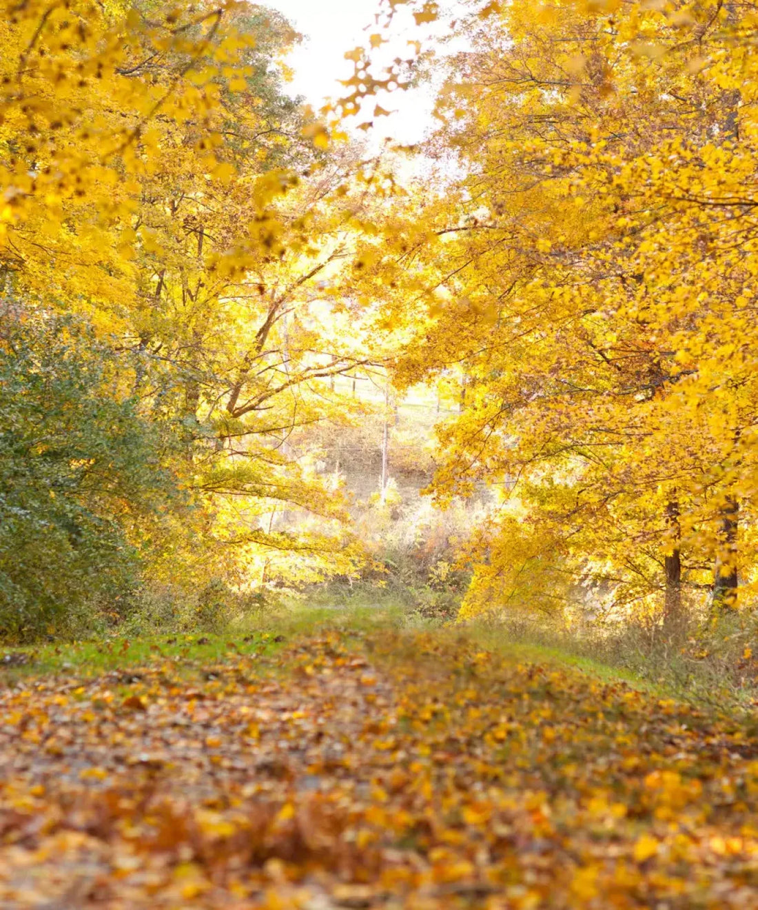 Yellow Autumn Backdrop for Photography