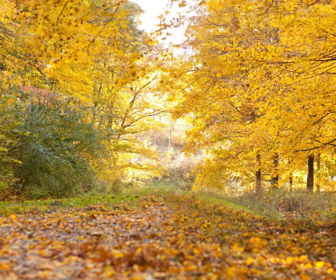 Fall In Missouri 1 5X42 Fleece ( 60 X 50 Inch ) Backdrop