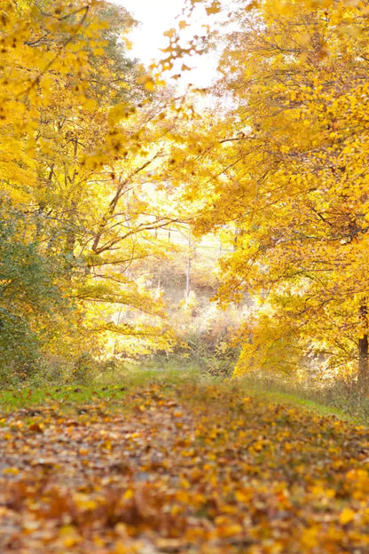 Fall In Missouri 1 5X8 Ultracloth ( 60 X 96 Inch ) Backdrop