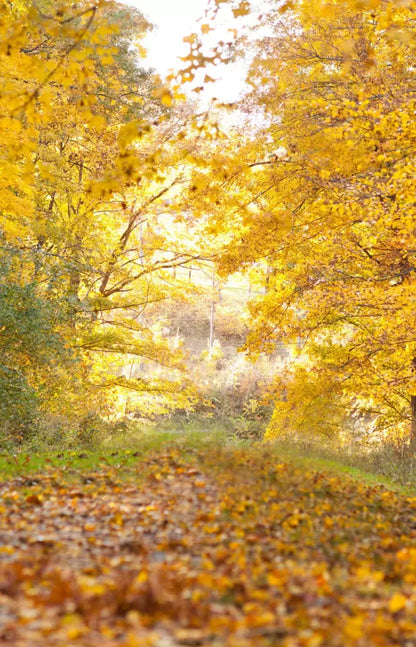 Fall In Missouri 1 8X12 Ultracloth ( 96 X 144 Inch ) Backdrop