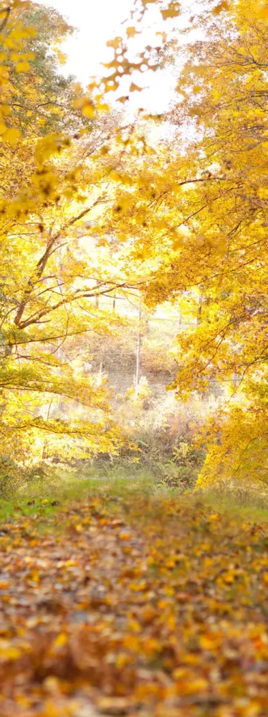 Fall In Missouri 1 8X20 Ultracloth ( 96 X 240 Inch ) Backdrop