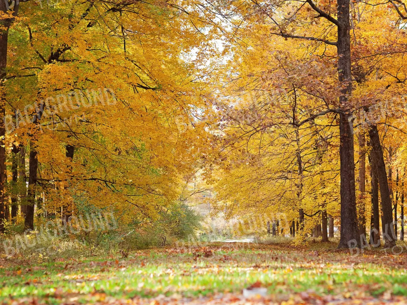 Fall In Missouri 2 10X8 Fleece ( 120 X 96 Inch ) Backdrop