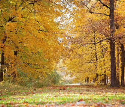 Fall In Missouri 2 12X10 Ultracloth ( 144 X 120 Inch ) Backdrop