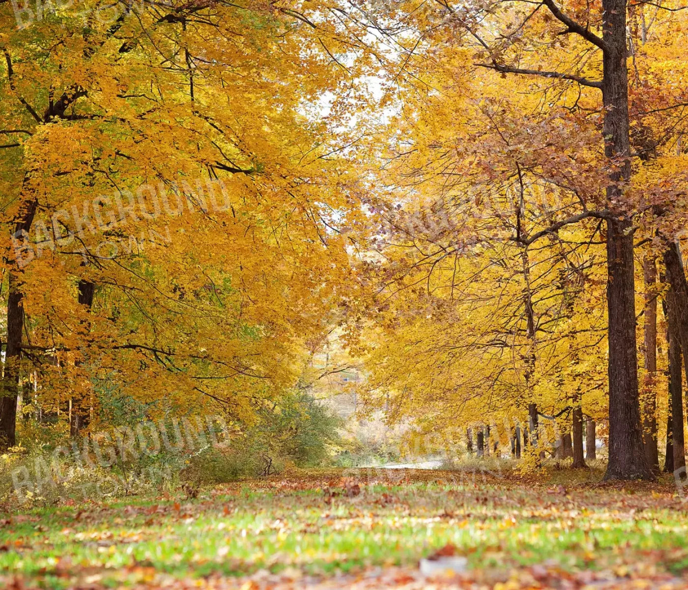 Fall In Missouri 2 12X10 Ultracloth ( 144 X 120 Inch ) Backdrop