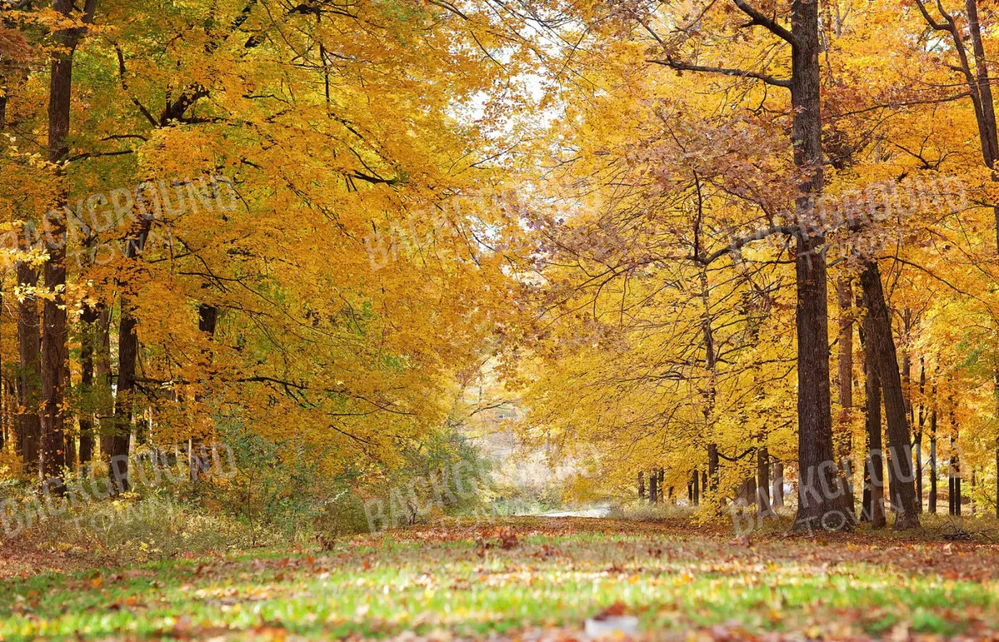 Fall In Missouri 2 12X8 Ultracloth ( 144 X 96 Inch ) Backdrop