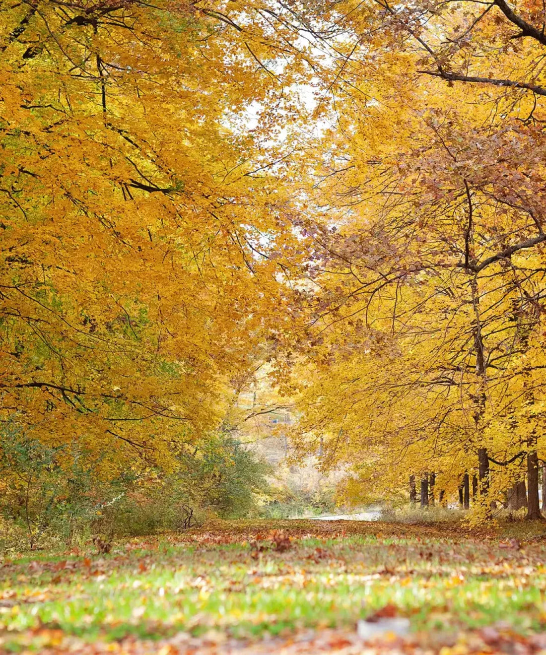 Yellow Autumn Backdrop for Photography