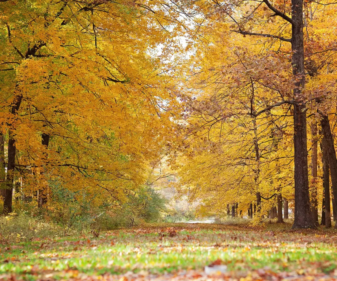 Fall In Missouri 2 5X42 Fleece ( 60 X 50 Inch ) Backdrop