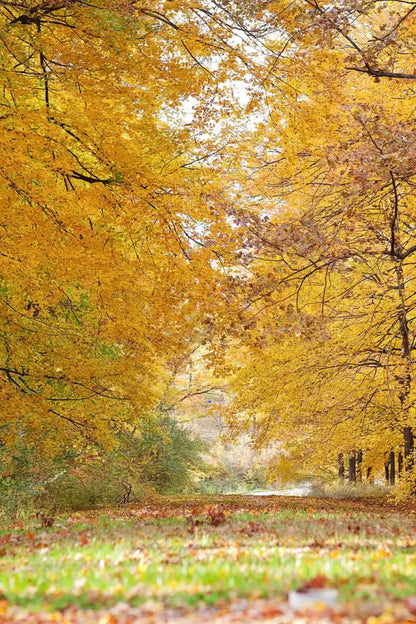 Fall In Missouri 2 5X8 Ultracloth ( 60 X 96 Inch ) Backdrop