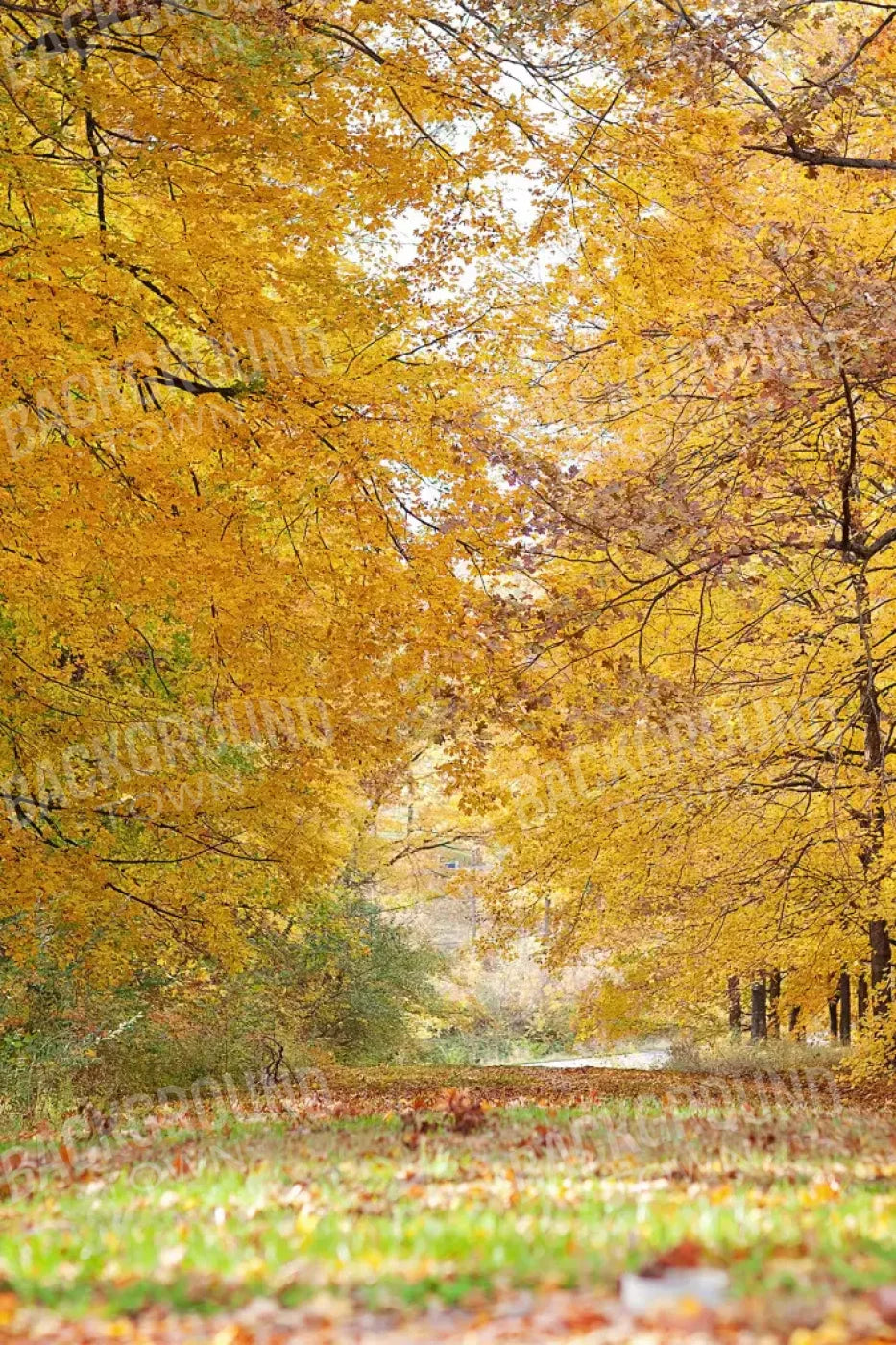 Fall In Missouri 2 5X8 Ultracloth ( 60 X 96 Inch ) Backdrop