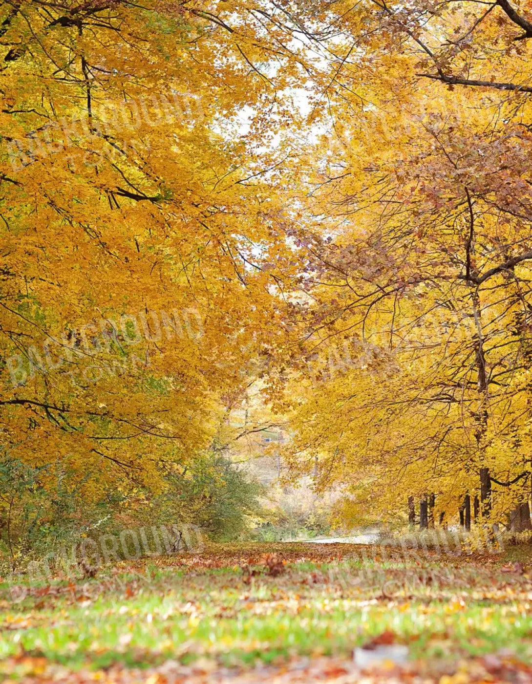Fall In Missouri 2 6X8 Fleece ( 72 X 96 Inch ) Backdrop