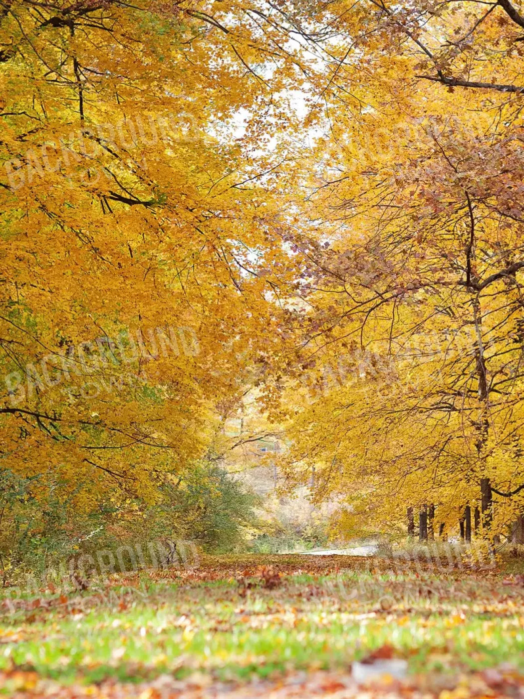 Fall In Missouri 2 8X10 Fleece ( 96 X 120 Inch ) Backdrop