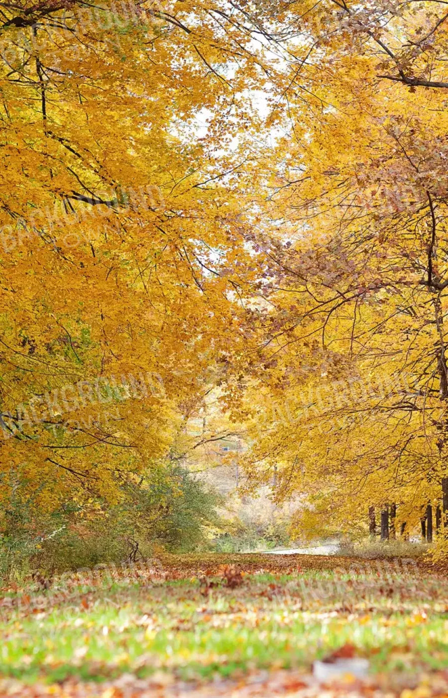 Fall In Missouri 2 8X12 Ultracloth ( 96 X 144 Inch ) Backdrop