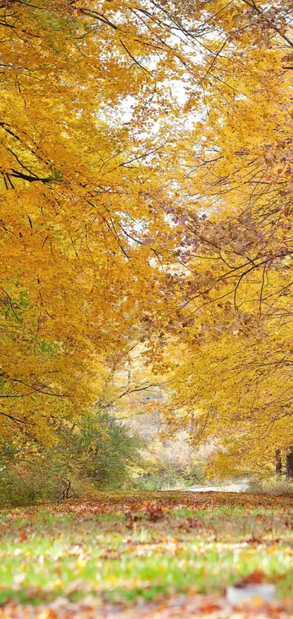 Fall In Missouri 2 8X16 Ultracloth ( 96 X 192 Inch ) Backdrop