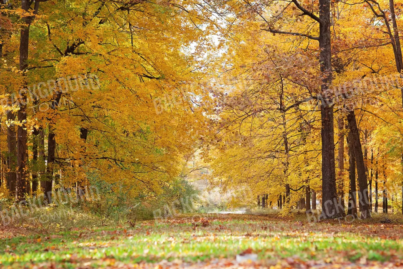 Fall In Missouri 2 8X5 Ultracloth ( 96 X 60 Inch ) Backdrop