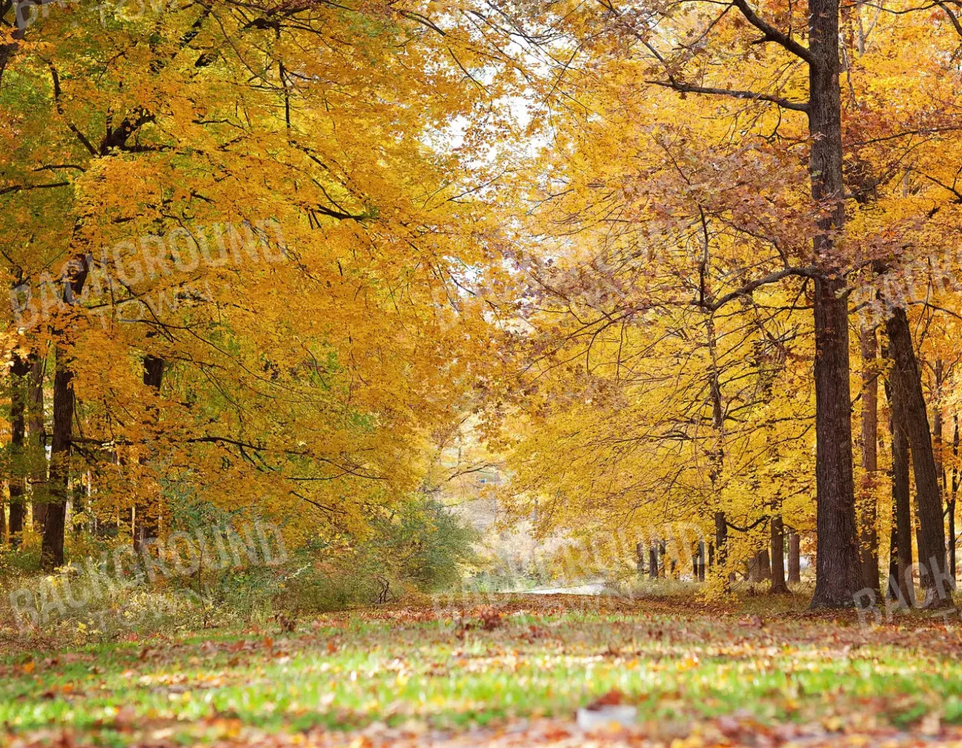 Fall In Missouri 2 8X6 Fleece ( 96 X 72 Inch ) Backdrop