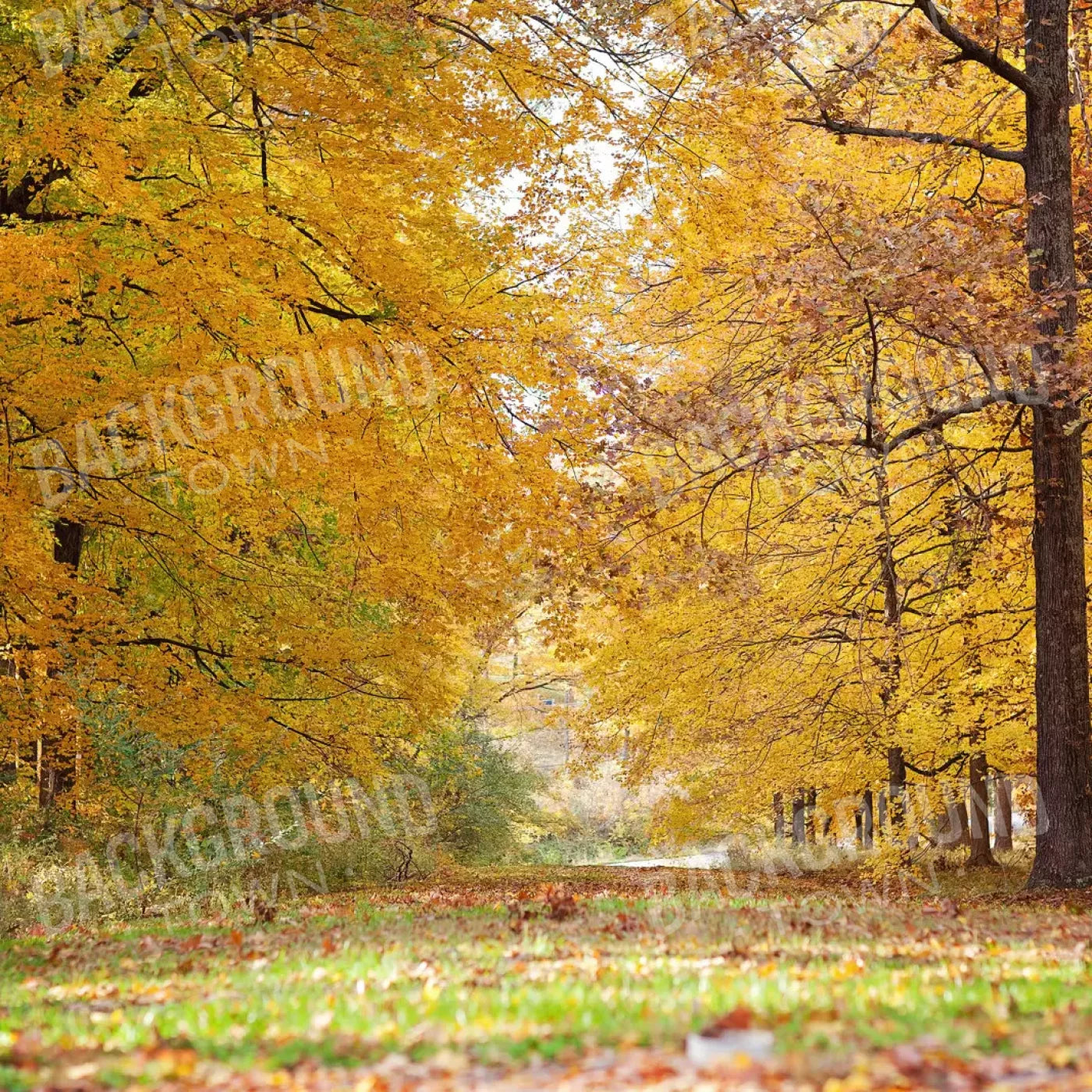 Fall In Missouri 2 8X8 Fleece ( 96 X Inch ) Backdrop