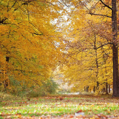 Fall In Missouri 2 8X8 Fleece ( 96 X Inch ) Backdrop