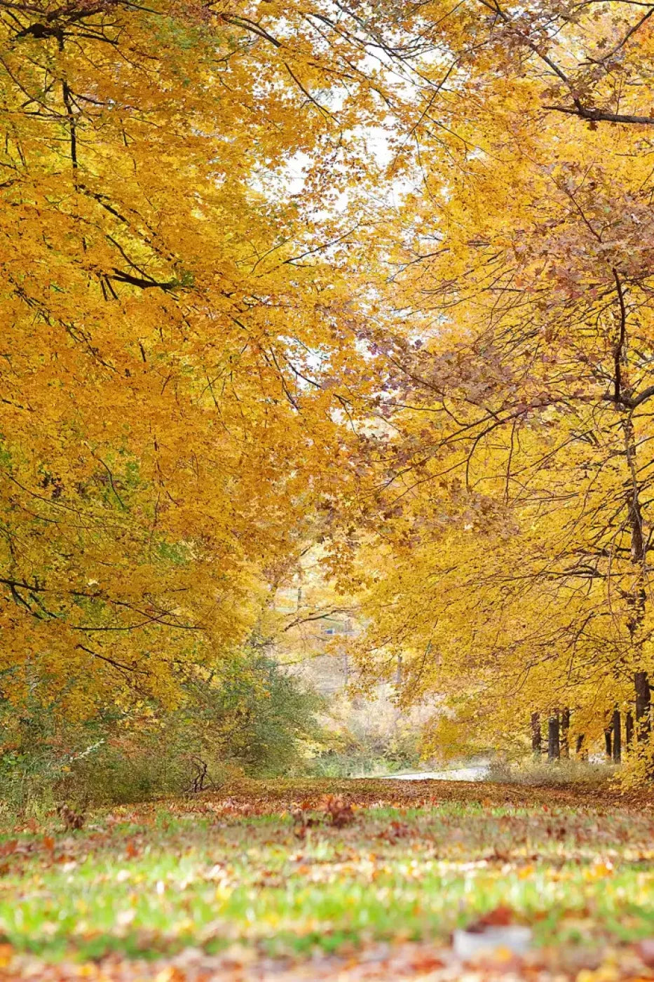 Fall In Missouri 2 Backdrop