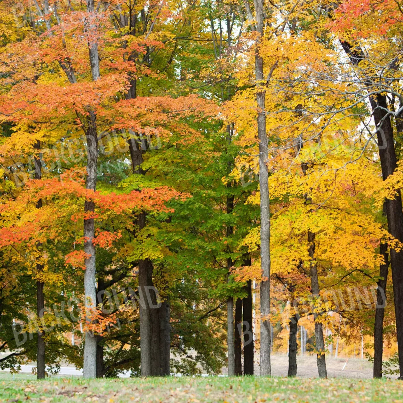 Fall In Missouri 3 10X10 Ultracloth ( 120 X Inch ) Backdrop