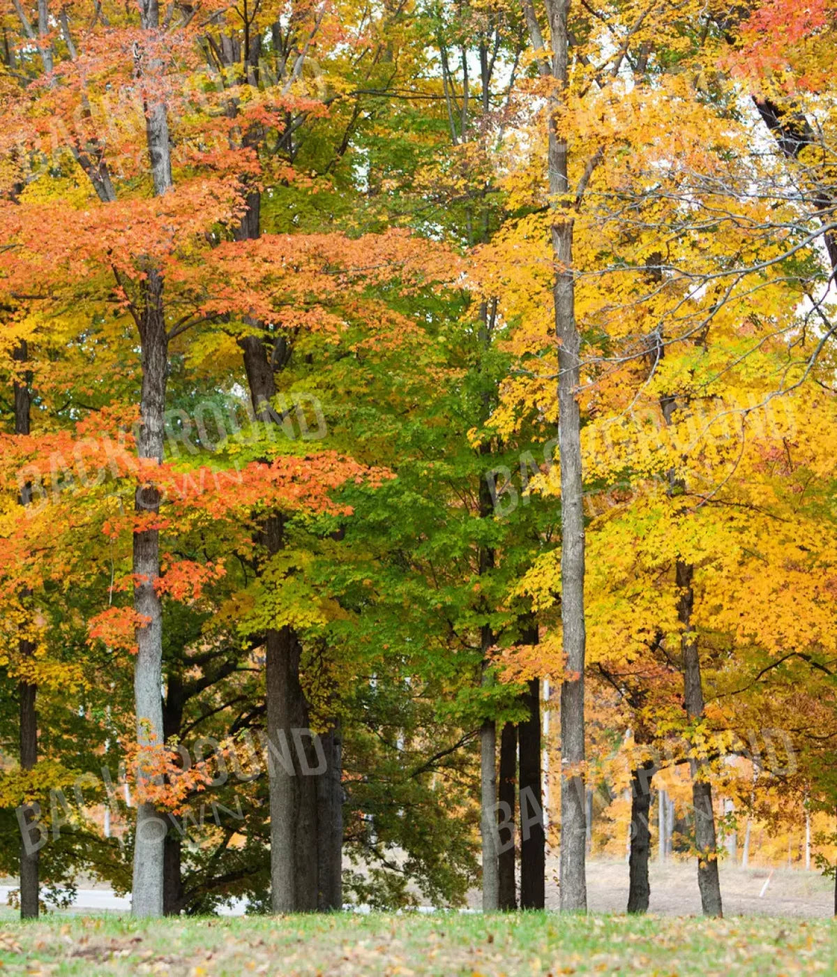 Fall In Missouri 3 10X12 Ultracloth ( 120 X 144 Inch ) Backdrop