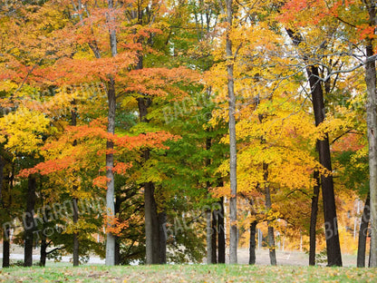 Fall In Missouri 3 10X8 Fleece ( 120 X 96 Inch ) Backdrop