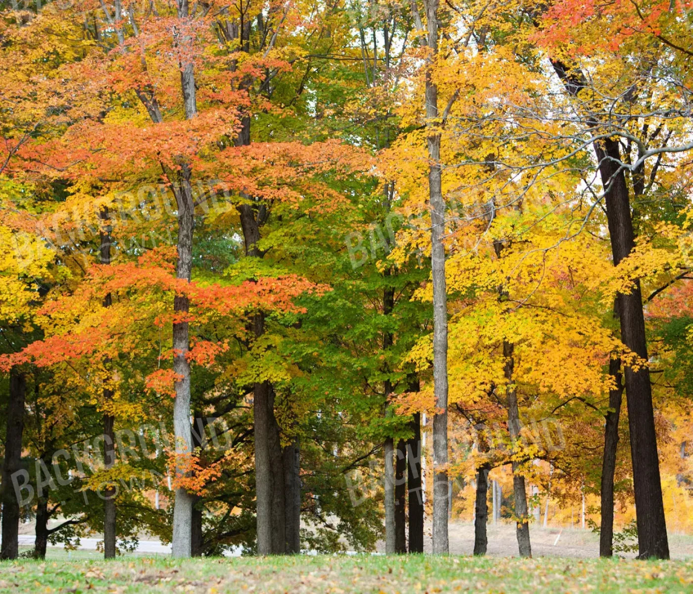 Fall In Missouri 3 12X10 Ultracloth ( 144 X 120 Inch ) Backdrop