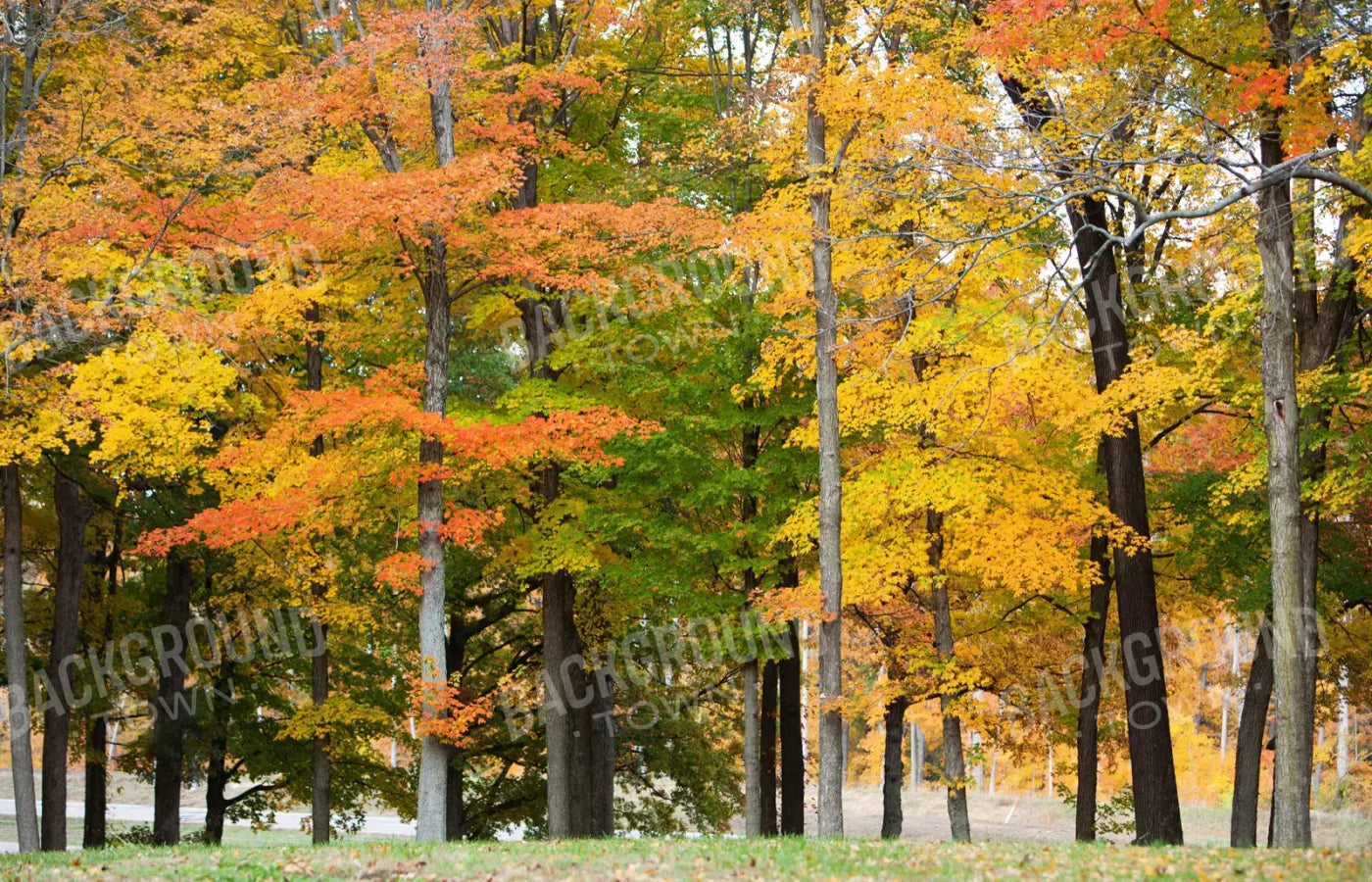 Fall In Missouri 3 12X8 Ultracloth ( 144 X 96 Inch ) Backdrop