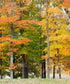 Yellow Autumn Backdrop for Photography