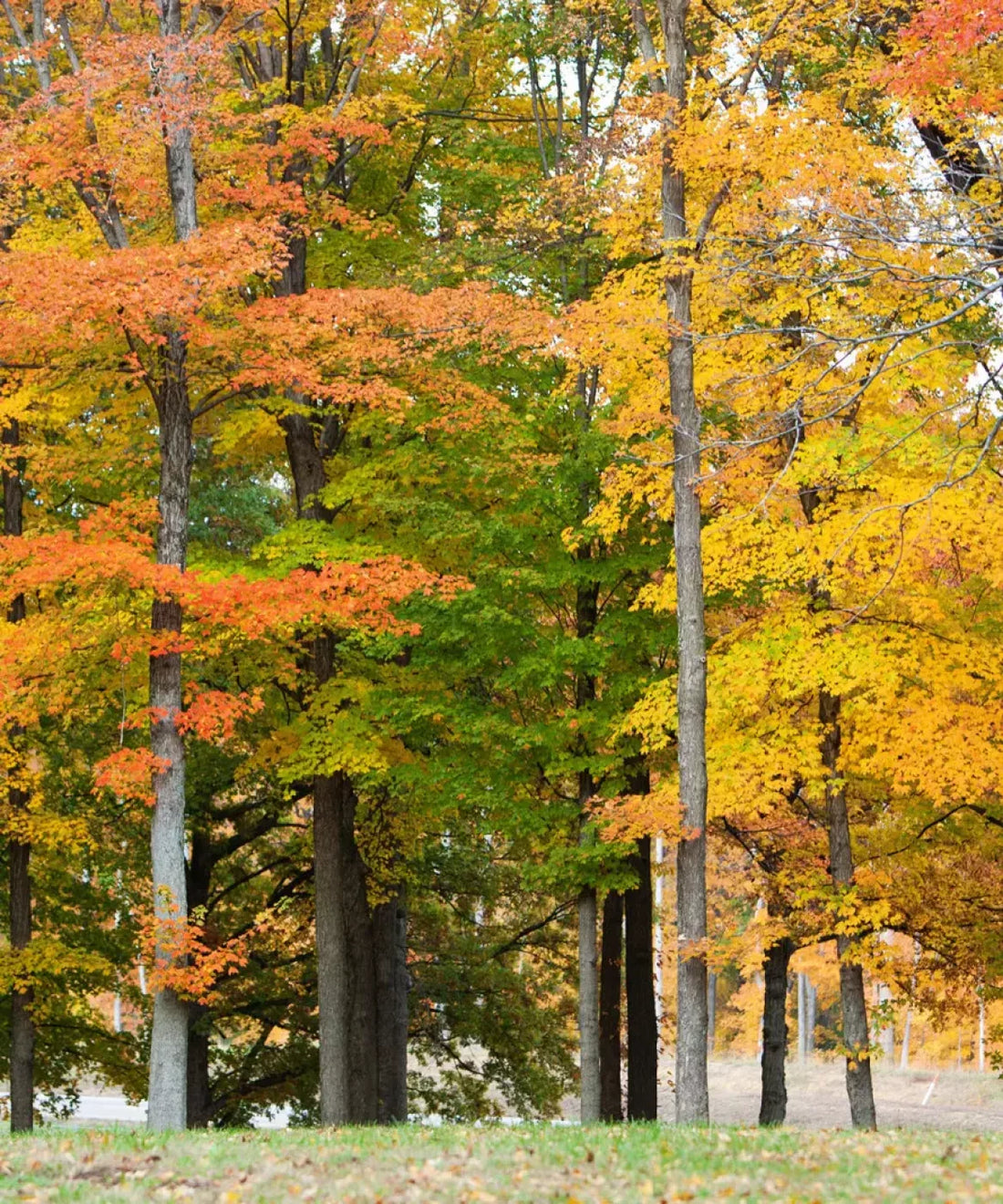Yellow Autumn Backdrop for Photography