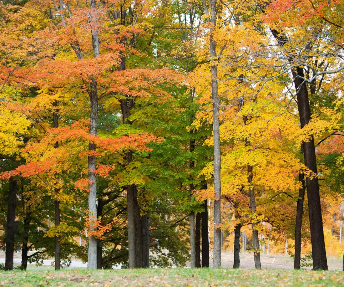 Fall In Missouri 3 5X42 Fleece ( 60 X 50 Inch ) Backdrop