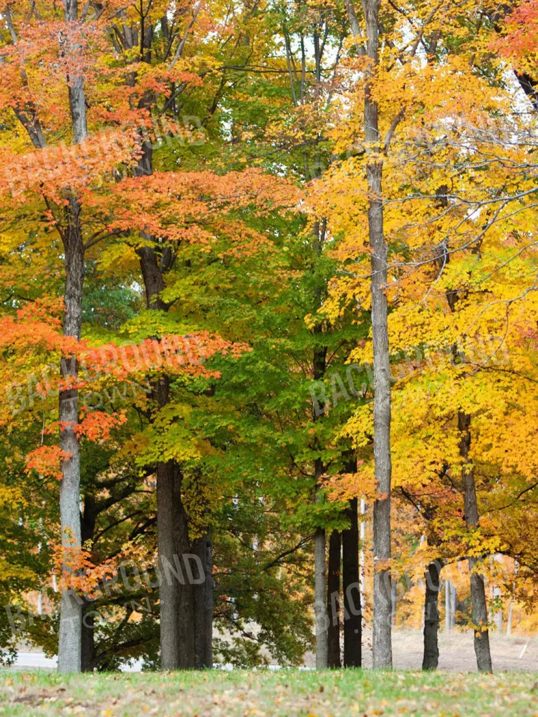 Fall In Missouri 3 5X68 Fleece ( 60 X 80 Inch ) Backdrop