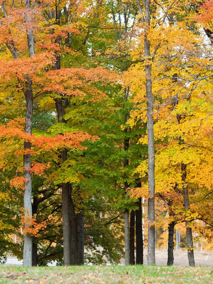 Fall In Missouri 3 5X7 Ultracloth ( 60 X 84 Inch ) Backdrop