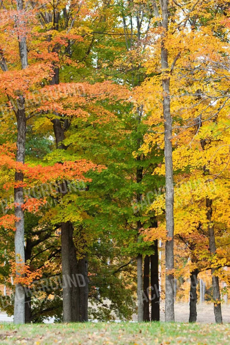 Fall In Missouri 3 5X8 Ultracloth ( 60 X 96 Inch ) Backdrop