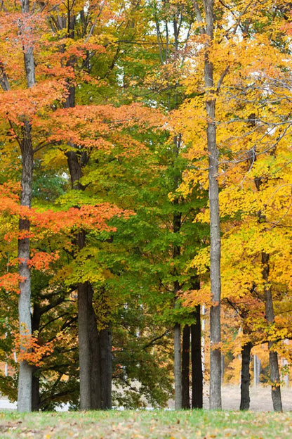 Fall In Missouri 3 5X8 Ultracloth ( 60 X 96 Inch ) Backdrop