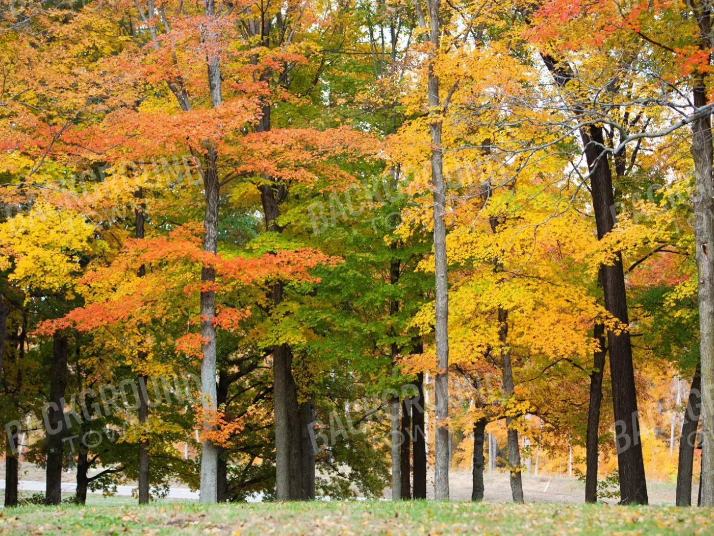 Fall In Missouri 3 68X5 Fleece ( 80 X 60 Inch ) Backdrop