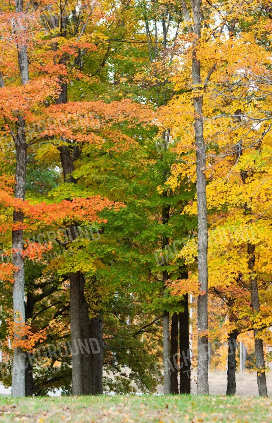 Fall In Missouri 3 8X12 Ultracloth ( 96 X 144 Inch ) Backdrop