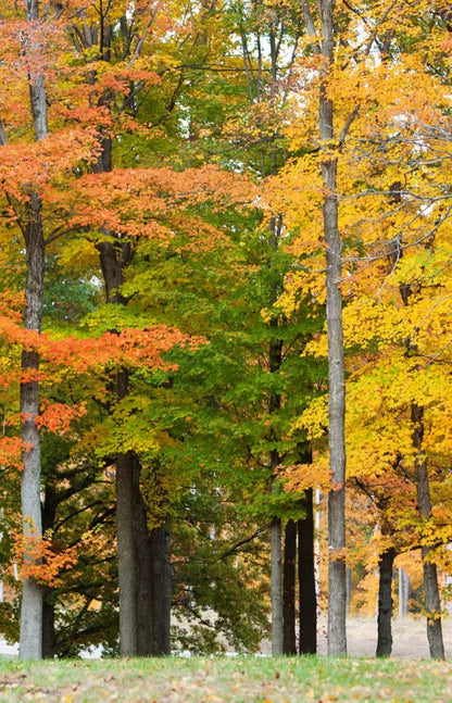 Fall In Missouri 3 8X12 Ultracloth ( 96 X 144 Inch ) Backdrop