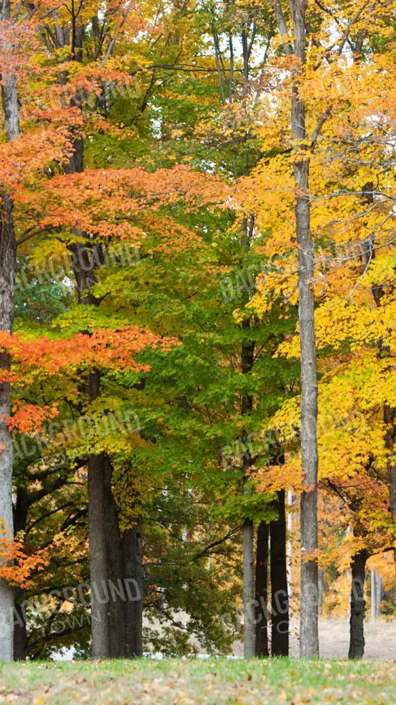 Fall In Missouri 3 8X14 Ultracloth ( 96 X 168 Inch ) Backdrop